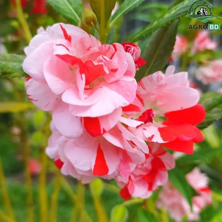 Double Balsam Flower Seeds ডাবল বালসাম ফুলের বীজ