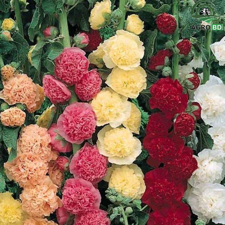 Double Hollyhock Flower Seeds ডাবল হলিহক ফুলের বীজ