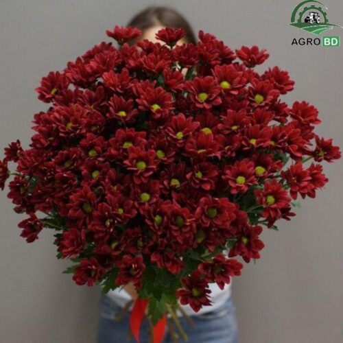 Dutch Chrysanthemum Seeds ডাচ চন্দ্রমল্লিকা বীজ ১৫০০ পিস