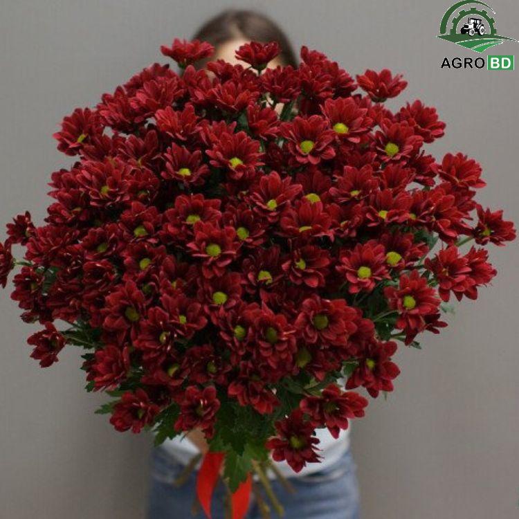 Dutch Chrysanthemum Seeds ডাচ চন্দ্রমল্লিকা বীজ ১৫০০ পিস