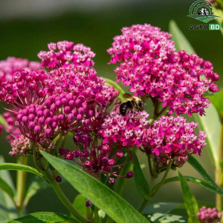 False Dragonhead Flower Seeds ফলস ড্রাগনহেড বীজ
