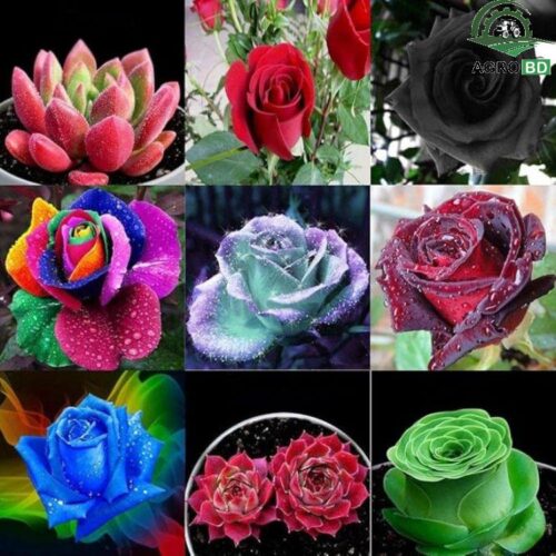 Floribunda Rose Seeds গুচ্ছ গোলাপ বীজ