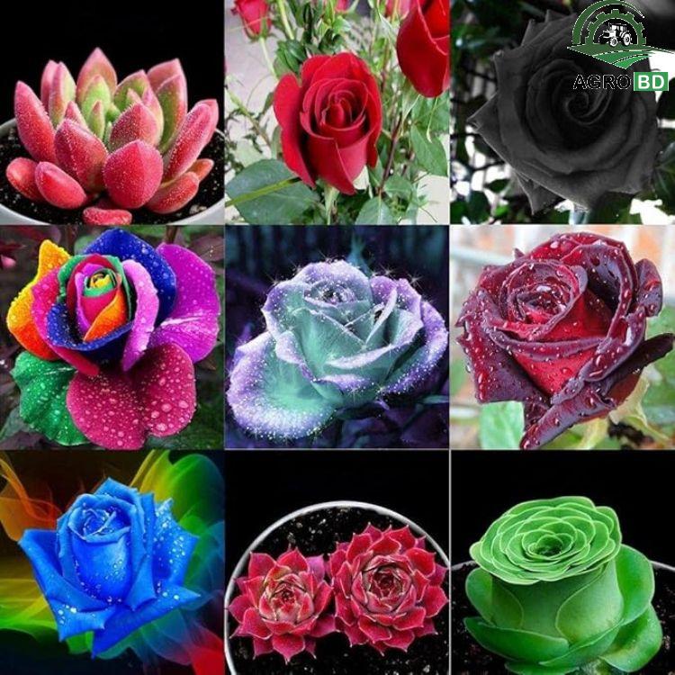 Floribunda Rose Seeds গুচ্ছ গোলাপ বীজ