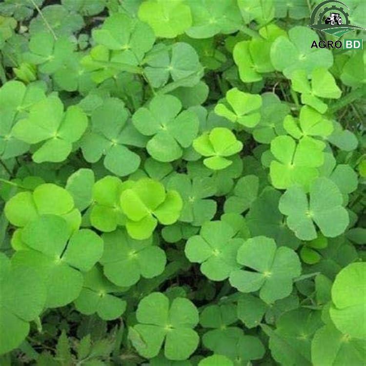 Four-leaf Clover Seeds চার পাতার ক্লোভার বীজ