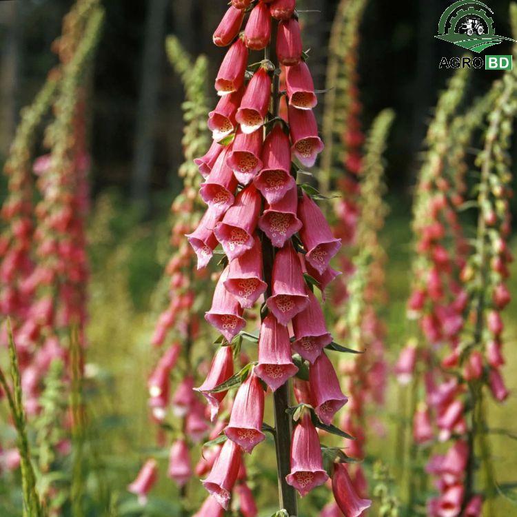 Foxglove Flower Seeds ফক্সগ্লাভ বীজ