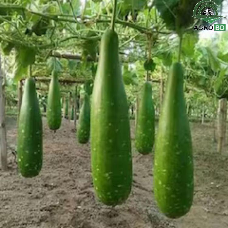 Giant Bottle Gourd বিশাল আকারের লাউয়ের বীজ (চাইনিজ জাত)