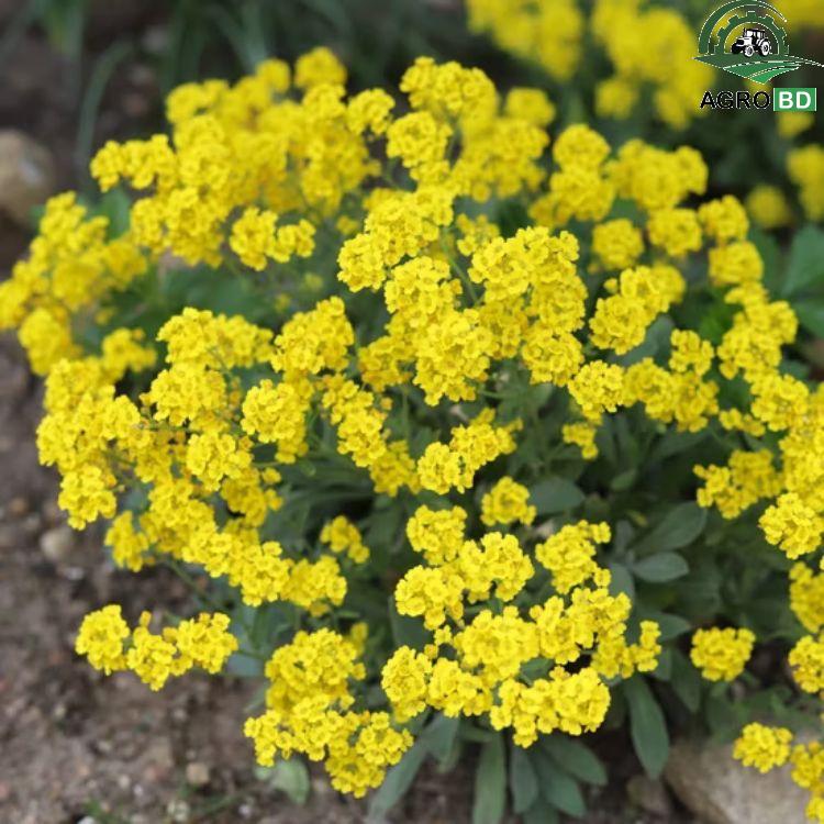 Golden Alyssum Flower Seeds গোল্ডেন অ্যালিসাম বীজ