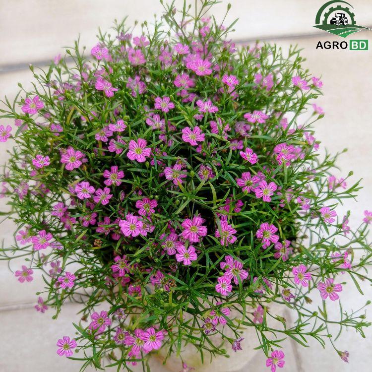 Gypsophila Pink Flower Seeds জিপসি গোলাপী