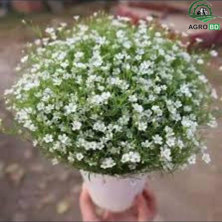 Gypsophila white Flower Seeds জিপসি সাদা ফুলের