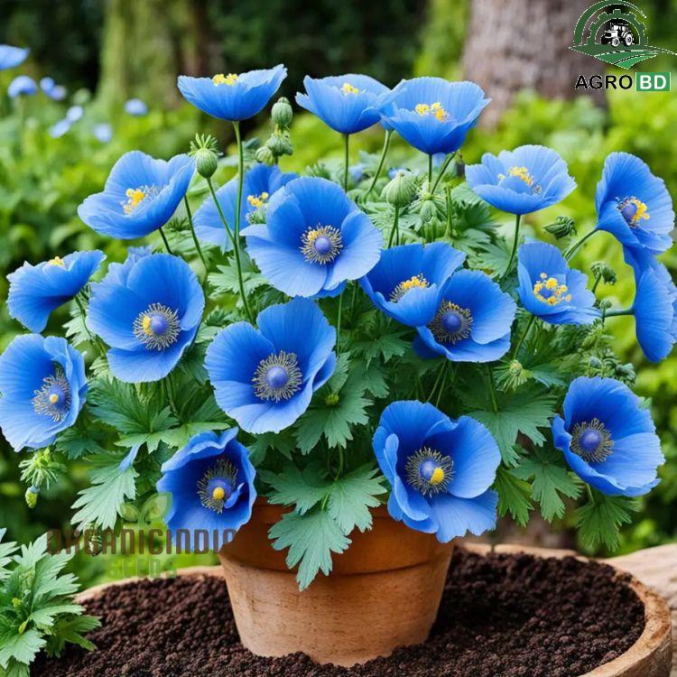 Himalayan Blue Queen Flower Seeds হিমালয়ান নীল রানী ফুল বীজ