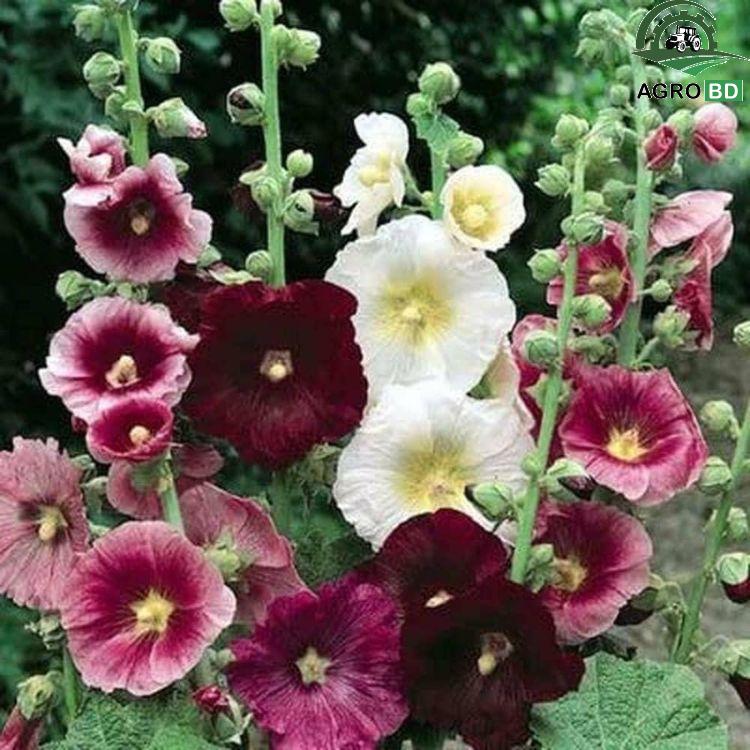 Hollyhock Flower Seeds হলিহক ফুলের বীজ