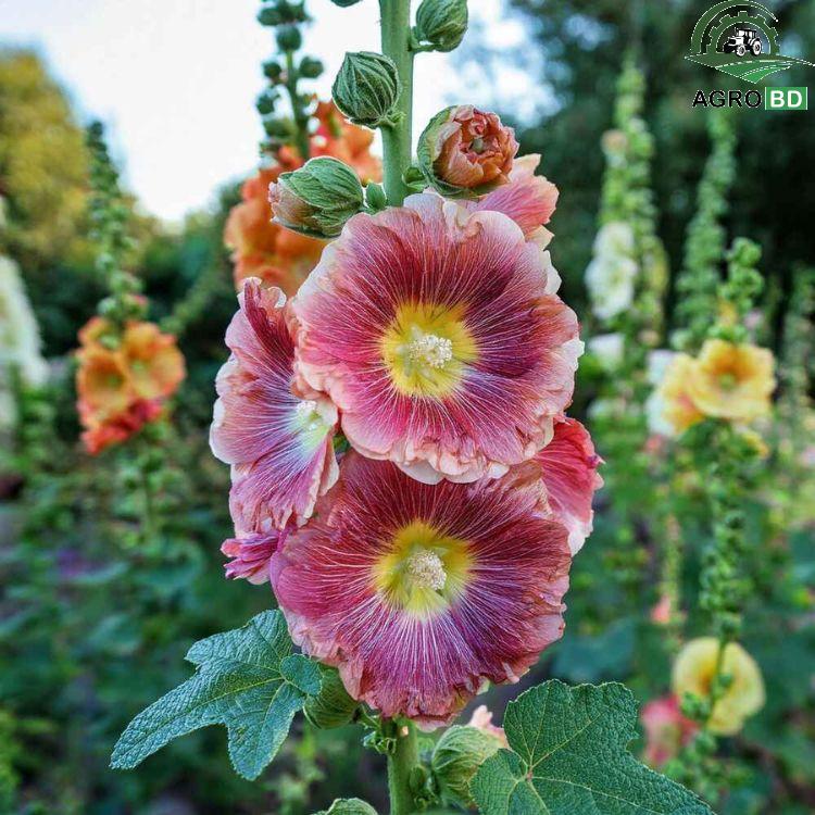 Hollyhock Flower Seeds হলিহক বীজ ২০০পিস