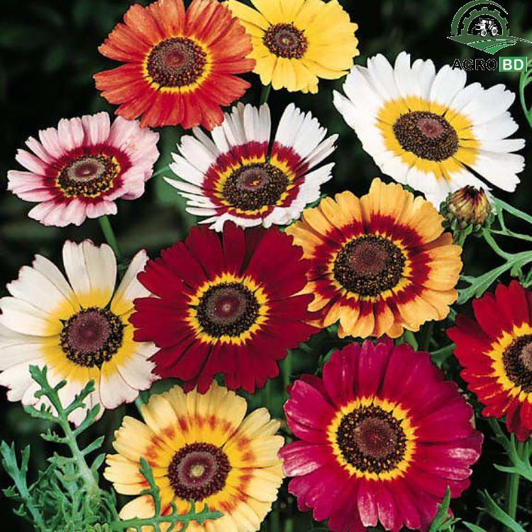 Hybrid Tricolor Daisy Seeds হাইব্রিড তিন রঙা চন্দ্রমল্লিকা বীজ