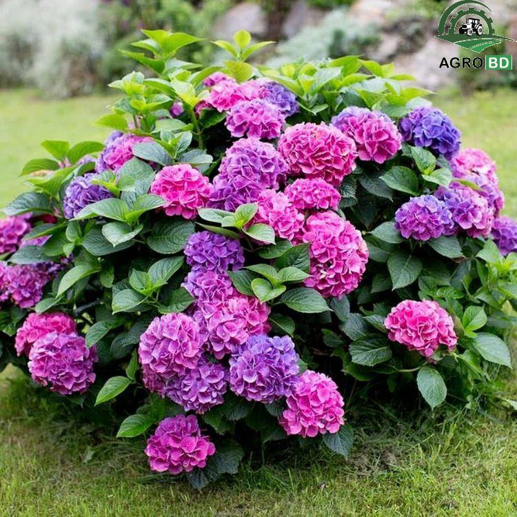 Hydrangea or Statice Flower Seeds হাইড্রাঞ্জিয়া বা স্ট্যাটিস বীজ