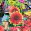 Bicolor Sunflower Seeds দ্বি-রঙা সূর্যমুখী বীজ