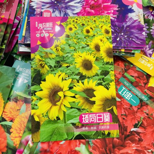 DWDF Sunflower Seeds বামন সূর্যমুখী বীজ