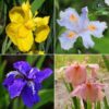 Iris Flower Seeds আইরিশ বীজ