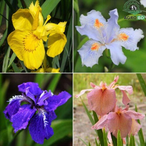 Iris Flower Seeds আইরিশ বীজ