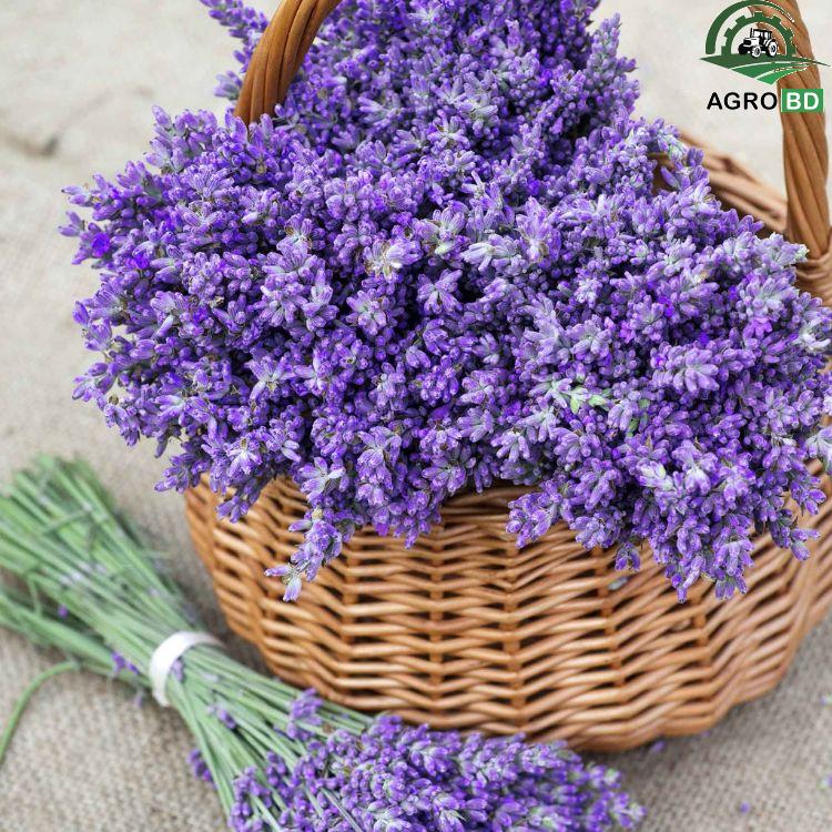 Lavender Flower Seeds ল্যাভেন্ডার বীজ