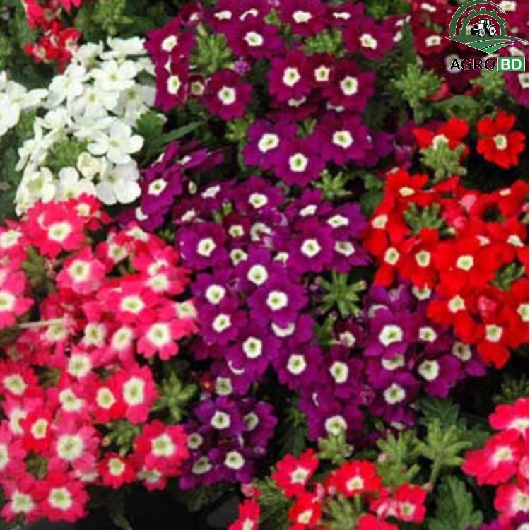 Leaved Verbena Seeds ভারবেনা বীজ