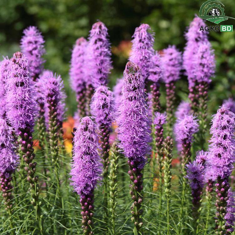 Liatris Flower Seeds লিয়াট্রিস বীজ