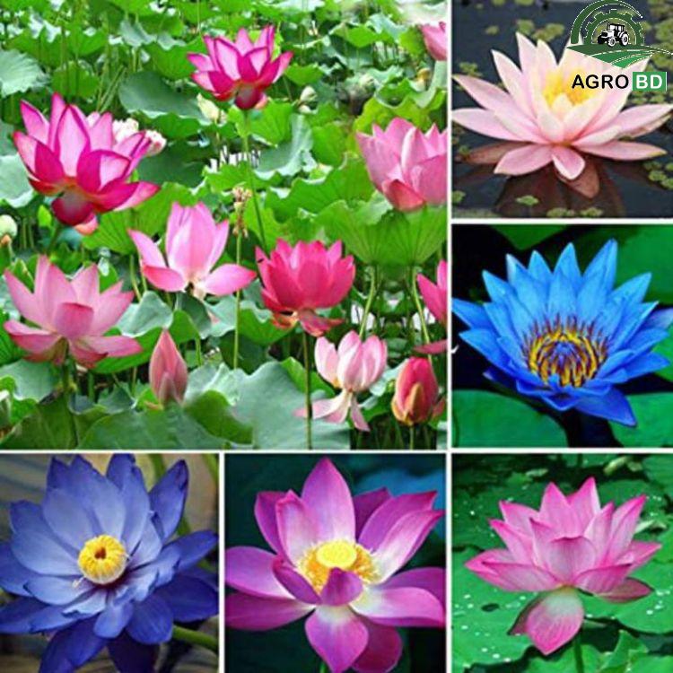 Lotus Seeds পদ্ম বীজ