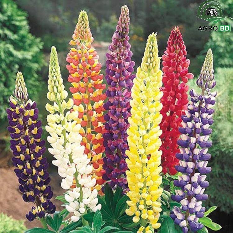 Lupin Flower Seeds লুপিন ফুলের বীজ