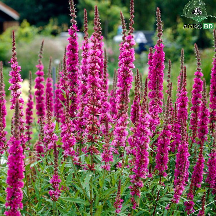 Lythrum Flower Seeds লাইগ্রাম বীজ