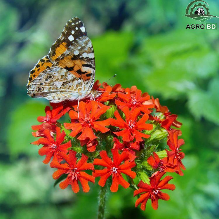 Maltese Cross Flower Seeds ম্যাল্টেজ ক্রস কনকাম্বরী ফুল বীজ