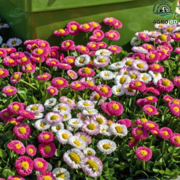 Marguerite Daisy Flower Seeds ডেইজি চন্দ্রমল্লিকা বীজ