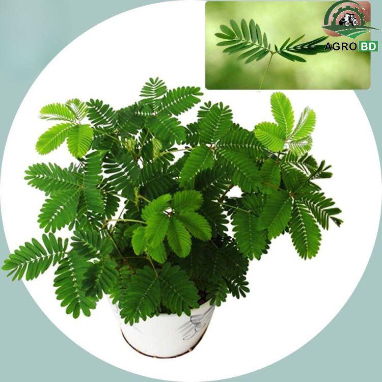 Mimosa Pudica লজ্জাবতী বীজ