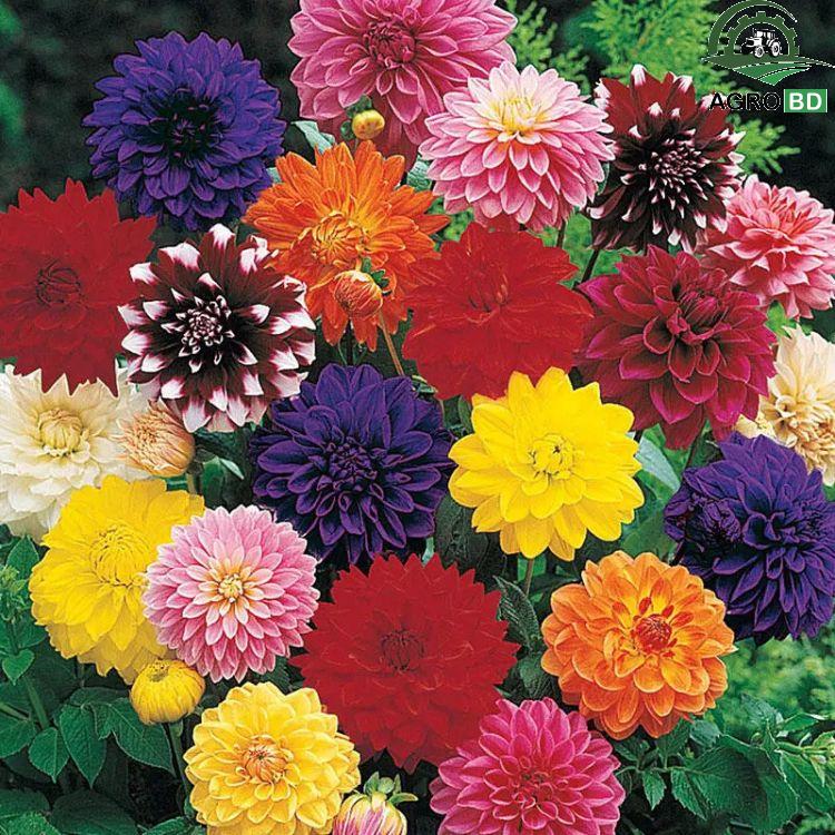 Miniature Dahlia Mix ক্ষুদ্রাকার ডালিয়া মিশ্রণ ১৫ পিস+-