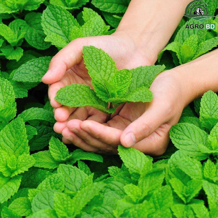 Mint সুগন্ধি পুদিনা বীজ