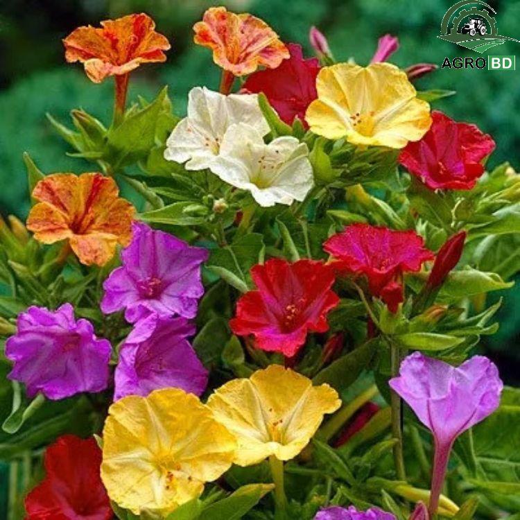 Mixed Four O'Clock Flower Seeds সন্ধ্যামালতী মিশ্রণ বীজ