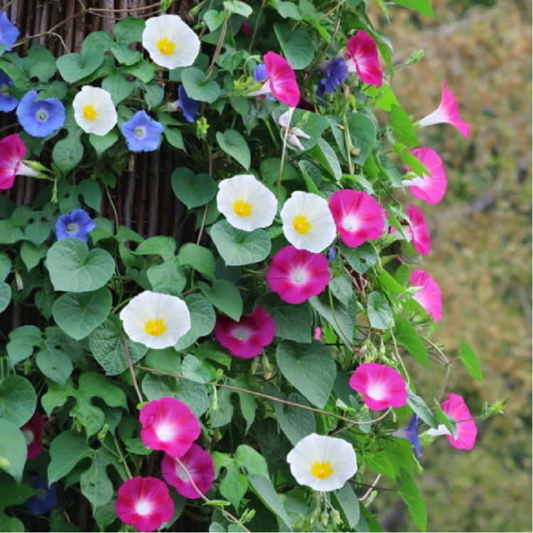 Morning Glory Flower Seeds সকাল সন্ধ্যা ফুলের বীজ