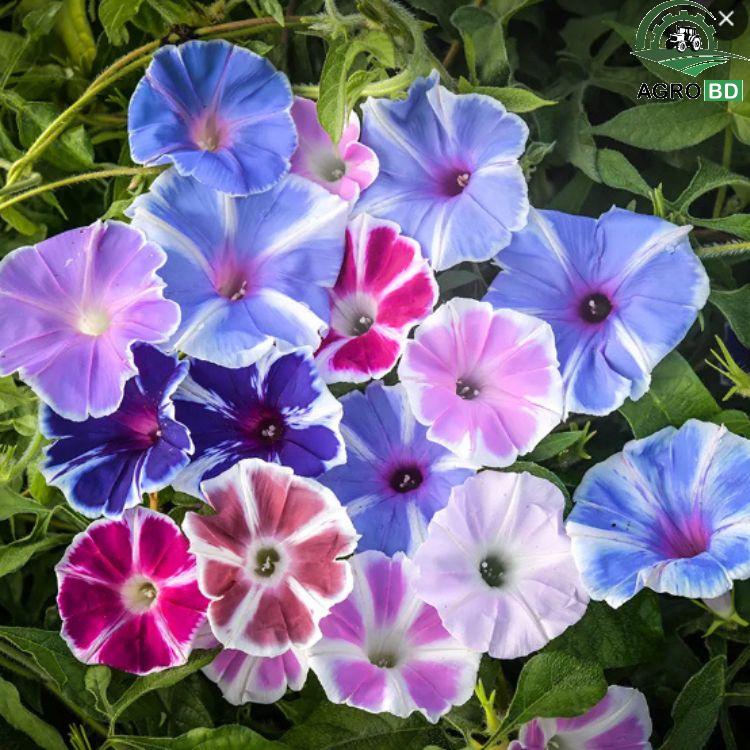 Morning Glory Star Ipomoea Flower Seeds মর্নিং গ্লোরি তারালতা বীজ