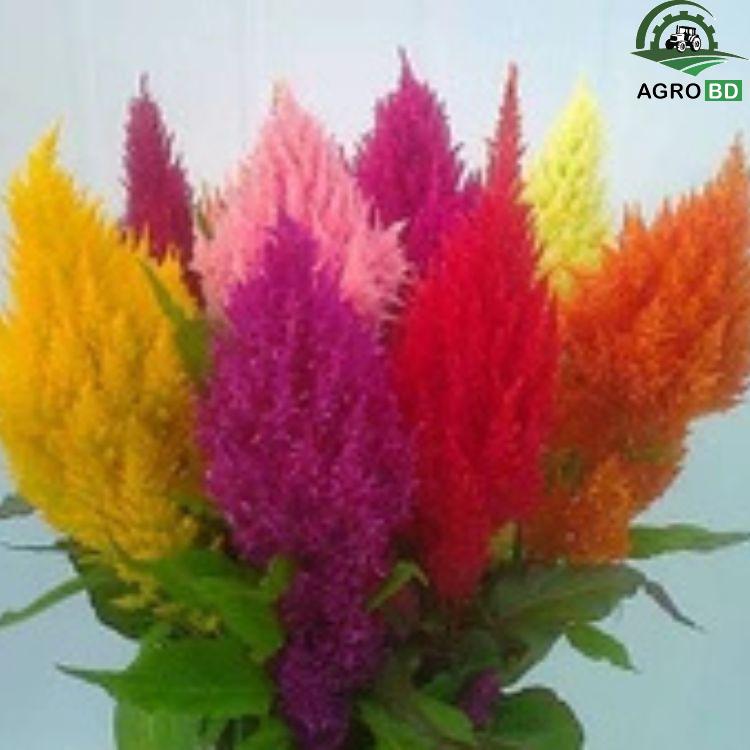 Multi Color Kochia Plant Seeds কোচিয়া বীজ