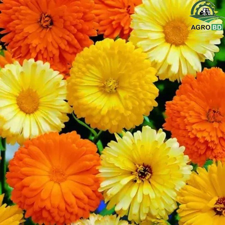 Multi Color Mixed Calendula Marigold Flower Seeds মাল্টিকালার গাঁদা ফুলের বীজ