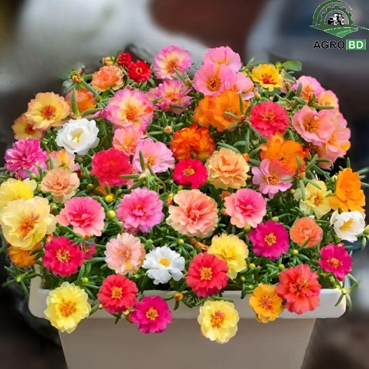 Multi Color Moss Rose Flower Seeds মাল্টিকালার পর্তুলিকা মস রোজ ফুলের বীজ