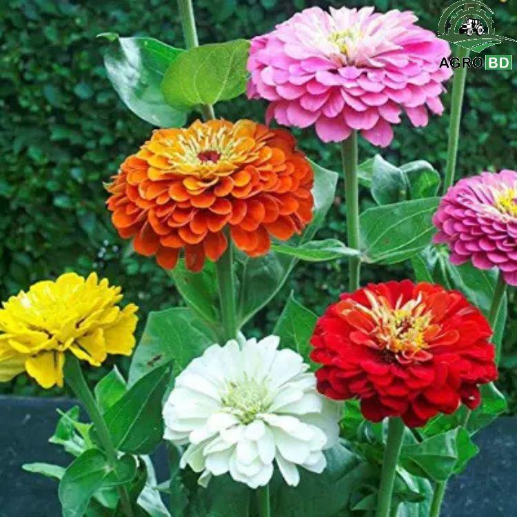 Multi Color Zinnia Flower Seeds মাল্টিকালার জিনিয়া ফুলের বীজ