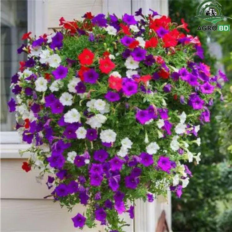 Multicolor Petunia Flower seeds বহু রঙিন পিটুনিয়া ফুলের বীজে