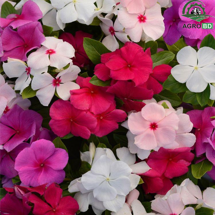 Multicolor Phlox Flower Seeds বহু রঙের নয়নতারা বীজ