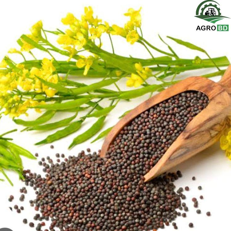 Mustard Seeds – সর্ষে বীজ