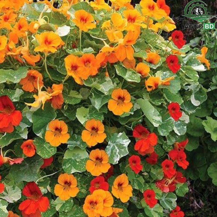Nasturtium Flower Seeds নাস্টারশিয়াম ফুলের বীজ