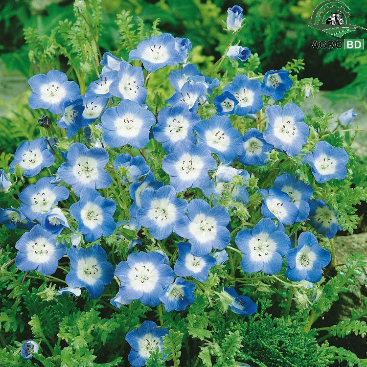 Nemophila Menziesii or Baby Blue Eyes Seeds বেবি বলু আইজ ফুলের বীজ