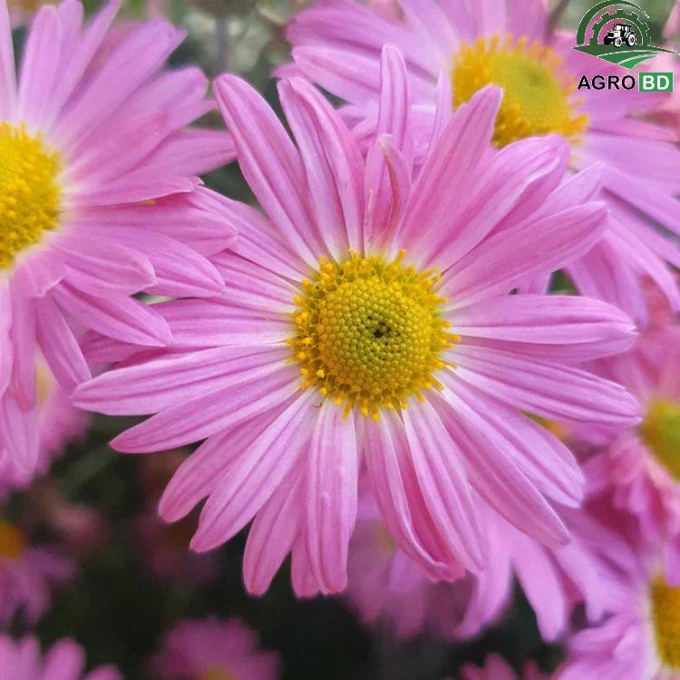 Painted Daisy Pink Seeds পিঙ্ক পেইন্টেড ডেইজি বা রবিনসনের রোজ বীজ