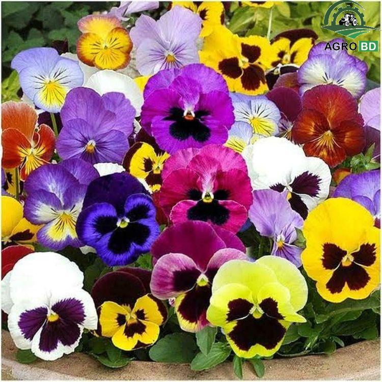 Pansy Flower Seeds প্যানসি বীজ