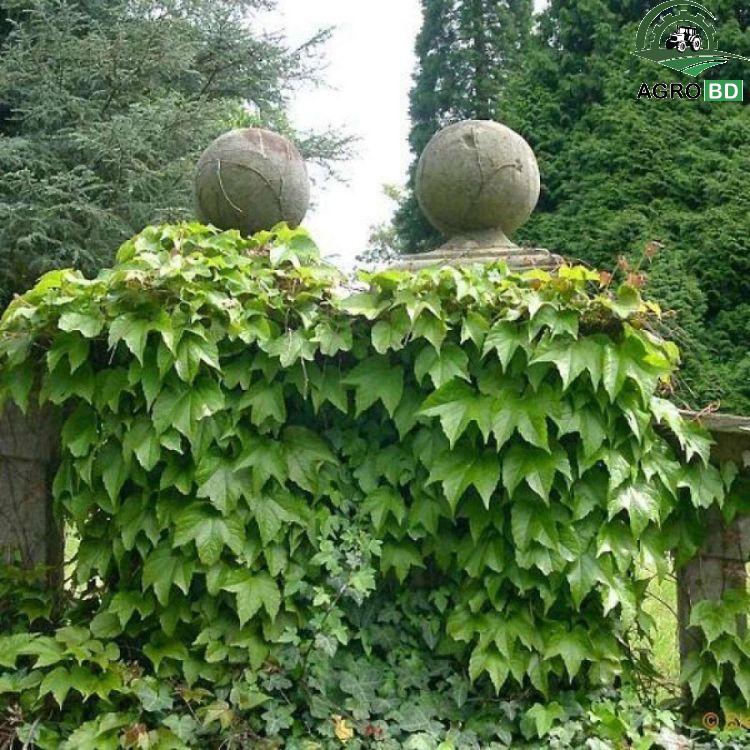 Parthenocissus Boston ivy Seeds চিরহরিৎ লতাবিশেষ বন্য আইভি বীজ