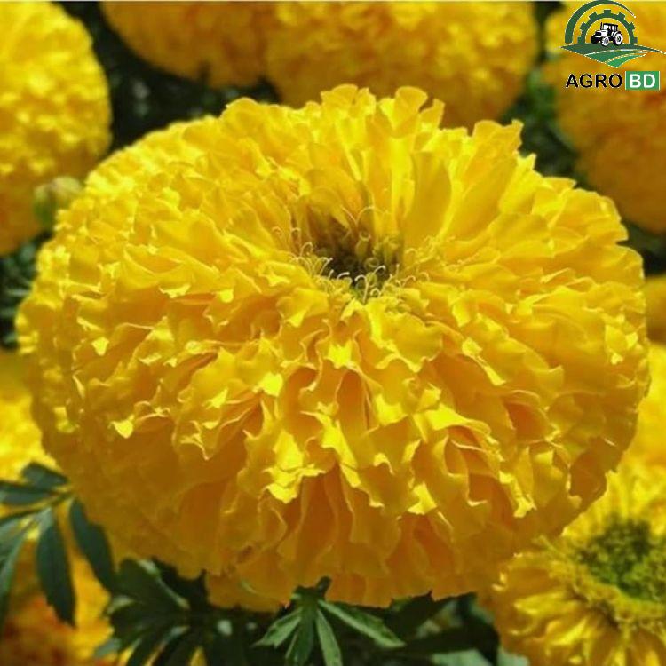Peacock Marigold Flower Seeds ময়ূর গাঁদা ফুলের বীজ