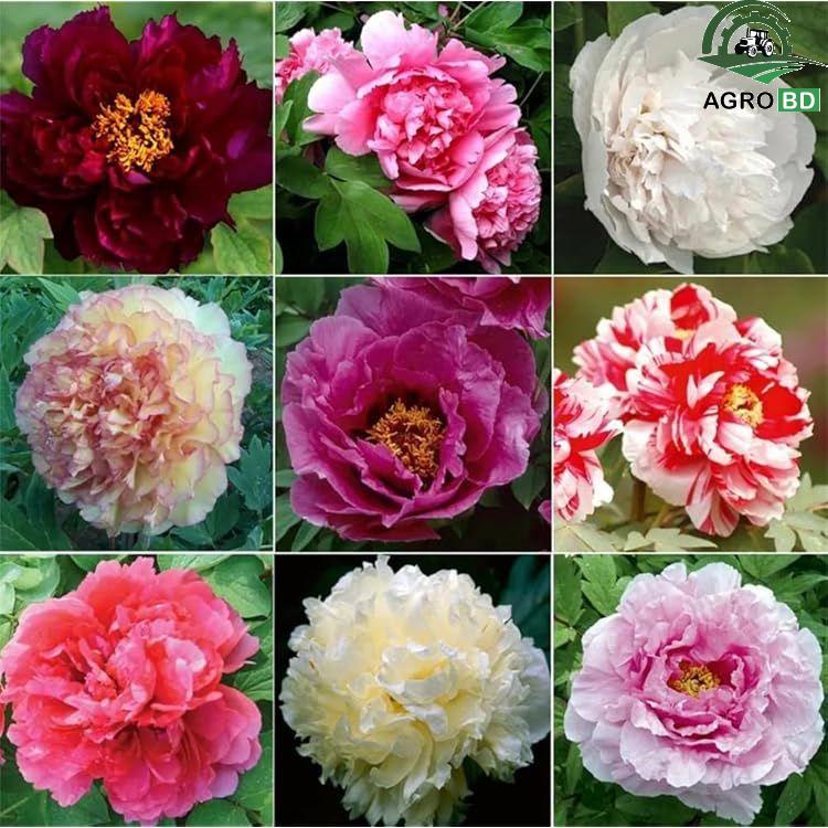 Peony Flower Seeds পিওনি ফুলের বীজ